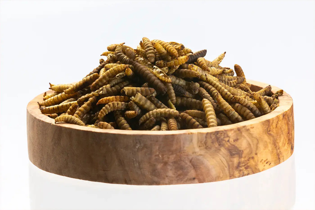 BSF Larvae