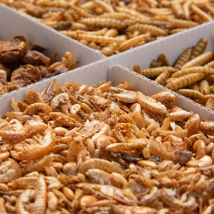 Koi Treats 4 compartments