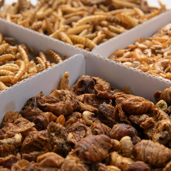 Koi Treats 4 compartments