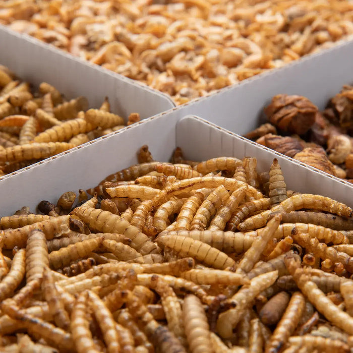 Koi Treats 4 compartments