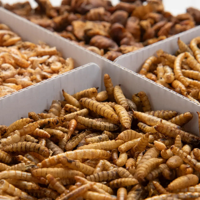 Koi Treats 4 compartments