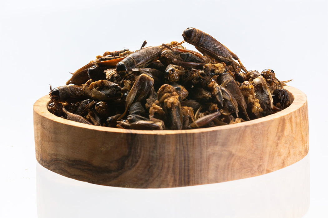 Crickets - bulk / kg