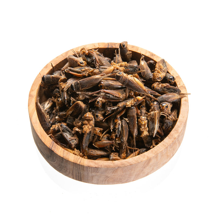 Crickets - bulk / kg