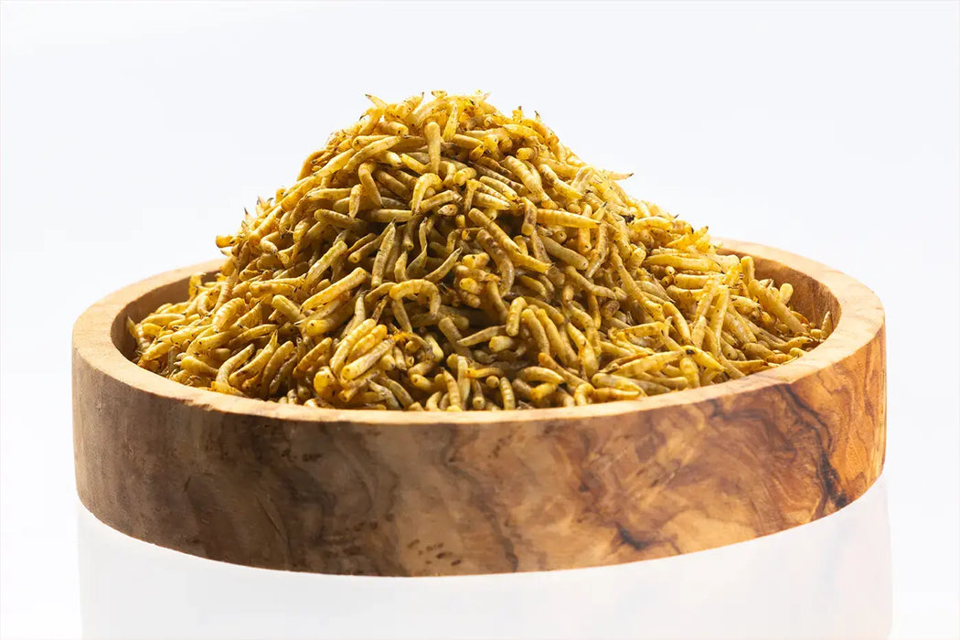 Maggots